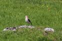 IMG_0630 Water Pipit.JPG